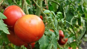 Czy pomidory lubią dużo słońca? Zapewnij krzakom jak najlepsze oświetlenie, a będą obficie owocować.