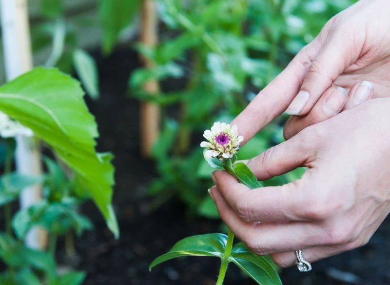Uszczykiwanie młodych cynii skłania je do bardziej intensywnego kwitnienia
