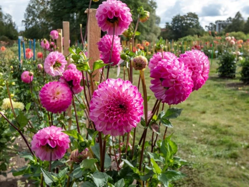 Dalie uwielbiają uszczykiwanie