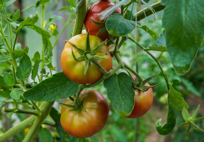 W przypadku niedoboru światła słonecznego pomidory słabo rosną i zawiązują mało owoców, które dłużej dojrzewają