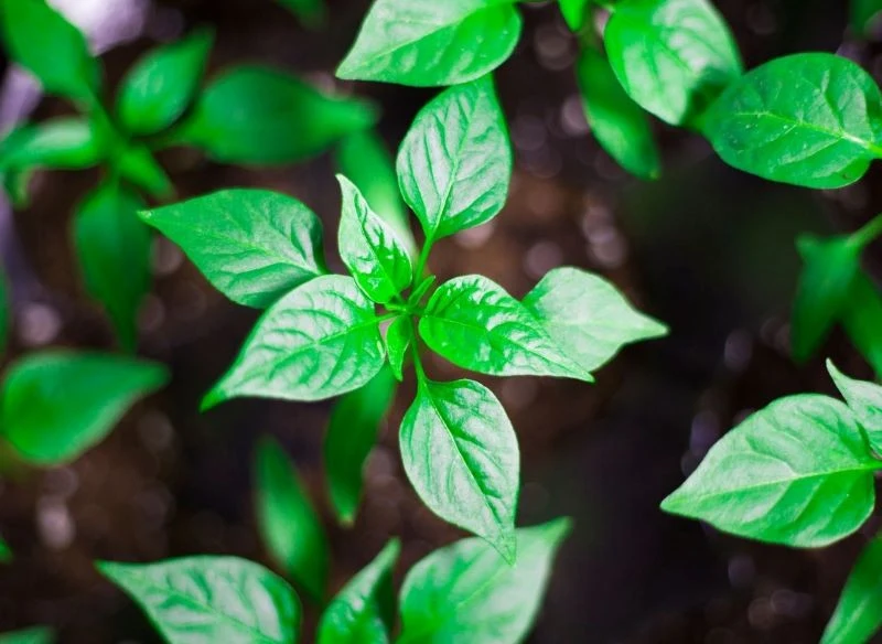 Które warzywa warto uszczykiwać