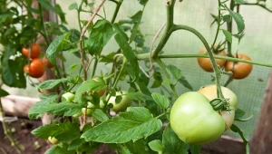 Sprawdź, które liście pomidorów trzeba przycinać latem.