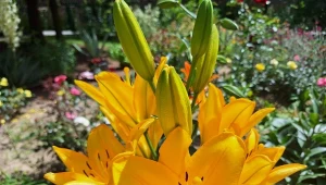 Sprawdź, czego potrzebują lilie, żeby długo kwitły./Deccoria.pl