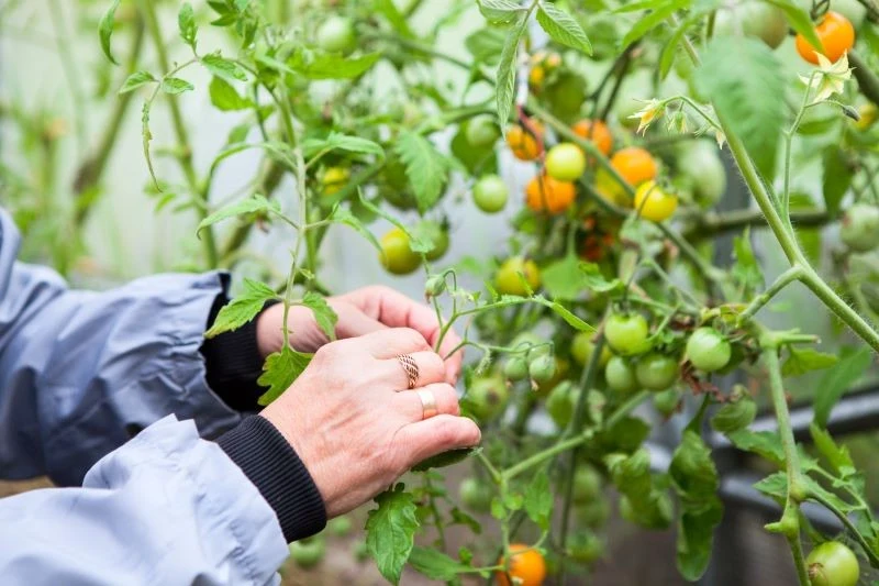 Cięcie pomidorów latem ma ogromny wpływ na wielkość zbiorów