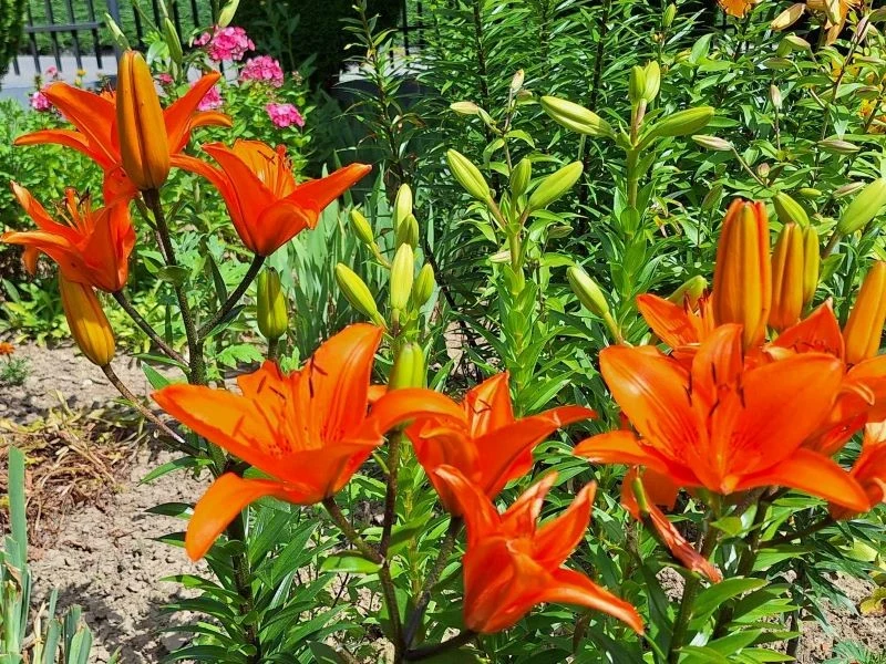 Lilie najlepiej kwitną na słonecznych stanowiskach