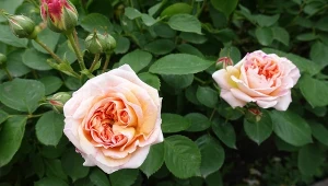 Niektóre gatunki róż wymagają przycinania również latem. Dzięki temu będą one kwitły aż do przymrozków.