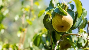 Wywar ze skrzypu polnego ma wszechstronne zastosowanie. Wpływa m.in. na owocowanie jabłoni i gruszy.  Fot.Roger Smith/Photohelin/Canva Pro