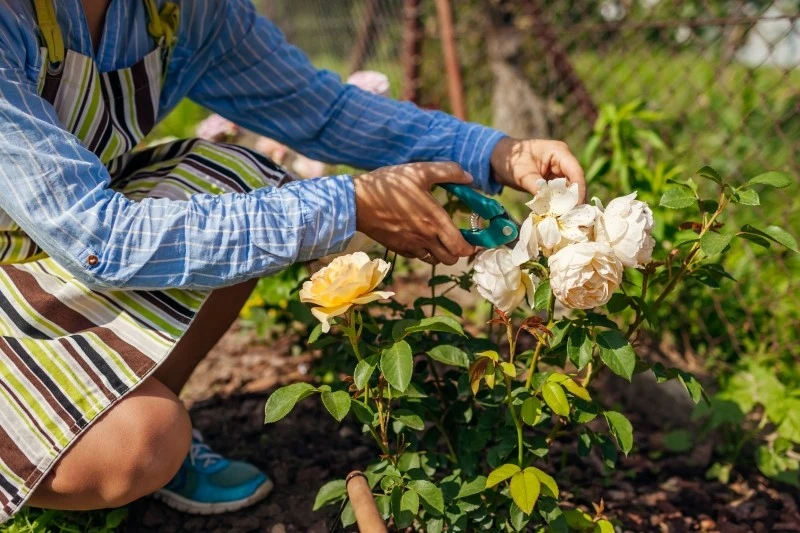 Sposób przycinania róż latem zależy od wybranej odmiany