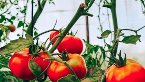 Pomidory często są narażone na niedobór wapnia. Jak go uzupełnić w naturalny sposób?