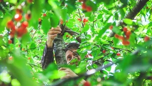 Kiedy i w jaki sposób przycinać czereśnie, by przetrwała zimę i za rok wydała więcej owoców?