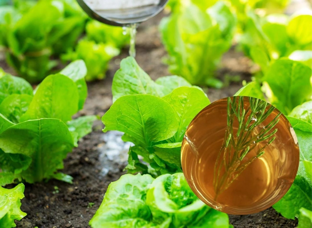 Zimny wyciąg ze skrzypu polnego można stosować do podlewania wszystkich roślin