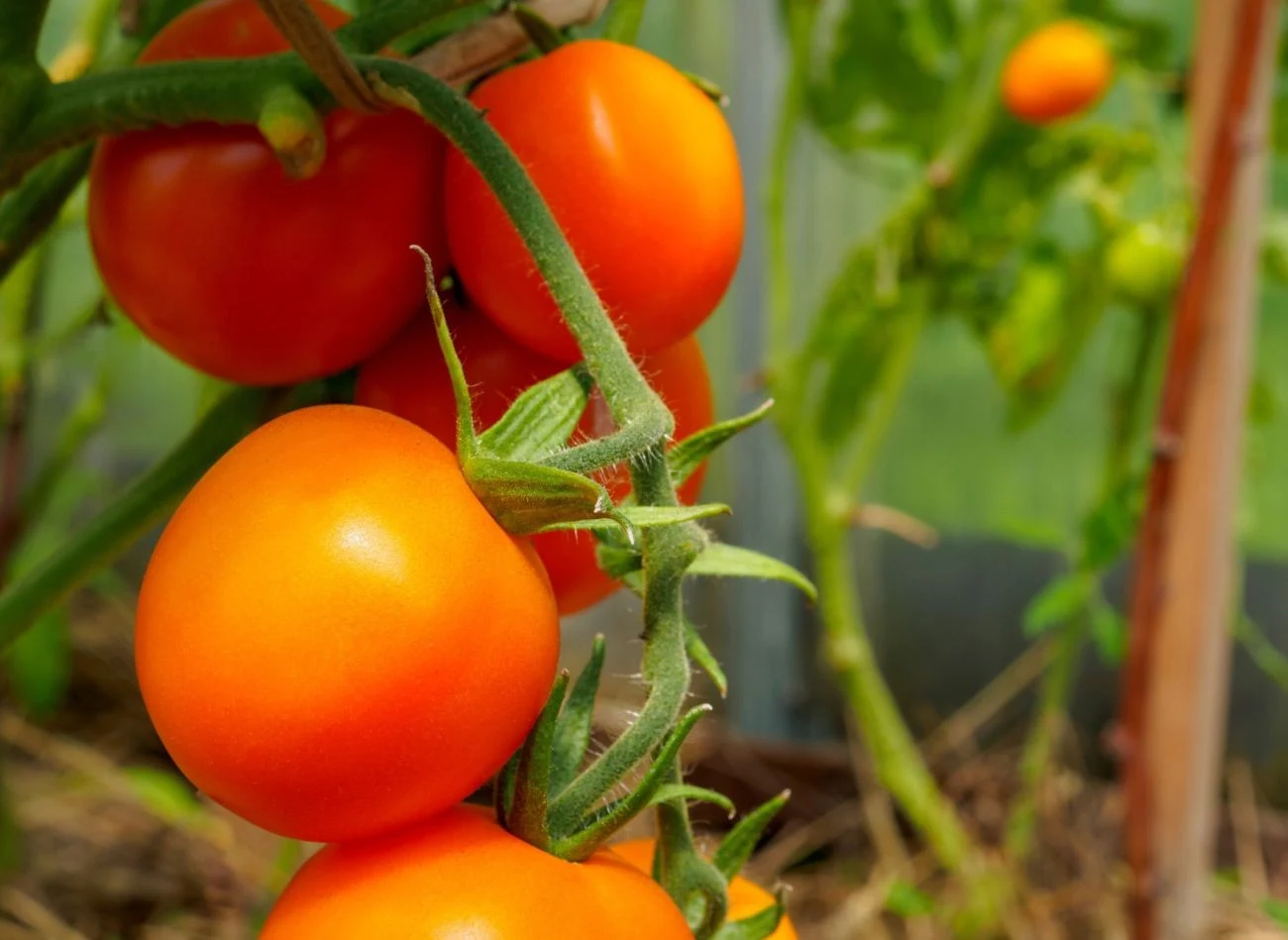 Oprysk z mleka to skuteczna oręż w walce z mszycami na pomidorach