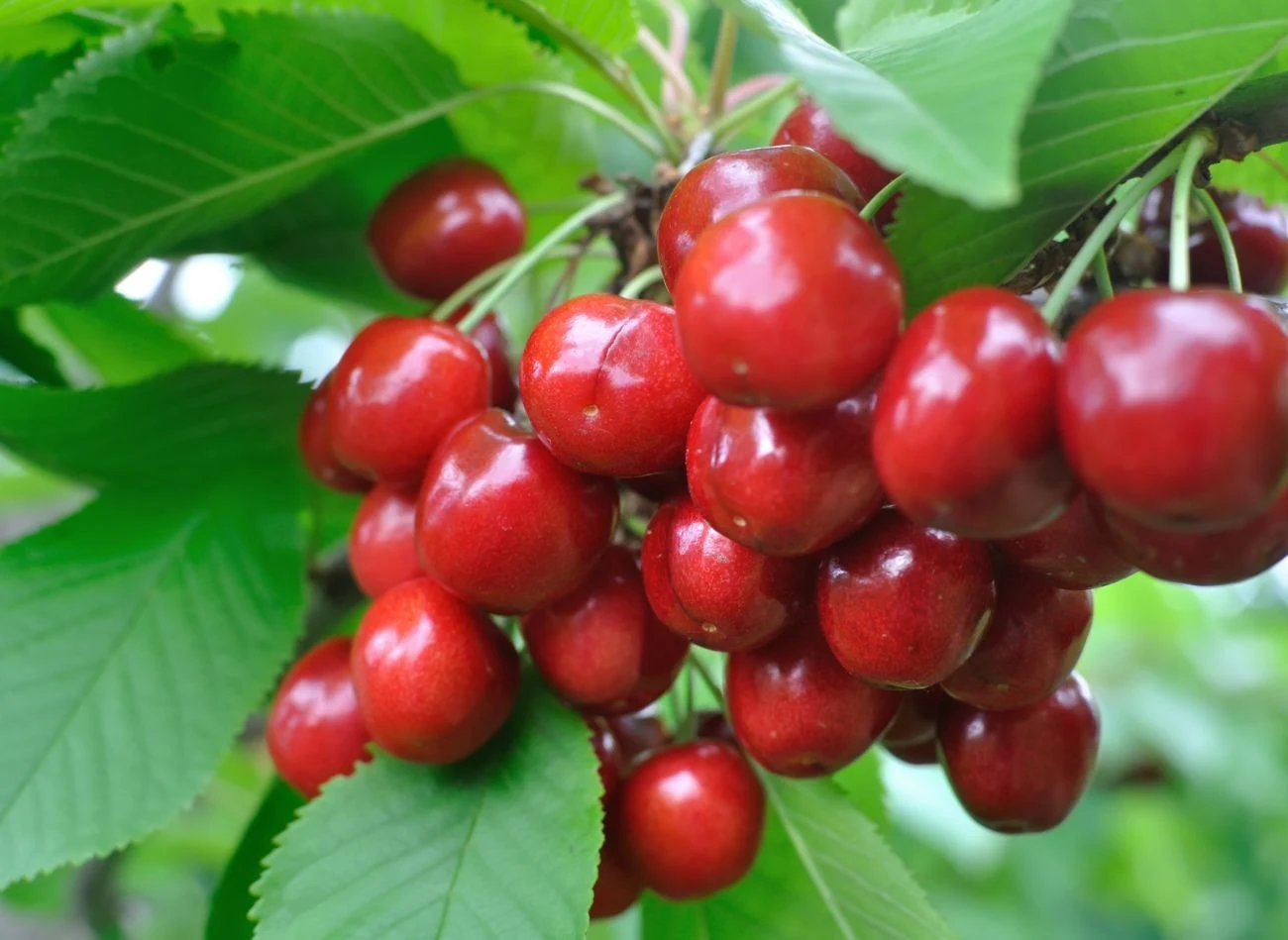 Właściwe przycięcie czereśni, tuż po zakończeniu owocowania, daje gwarancję na obfite zbiory w kolejnym sezonie