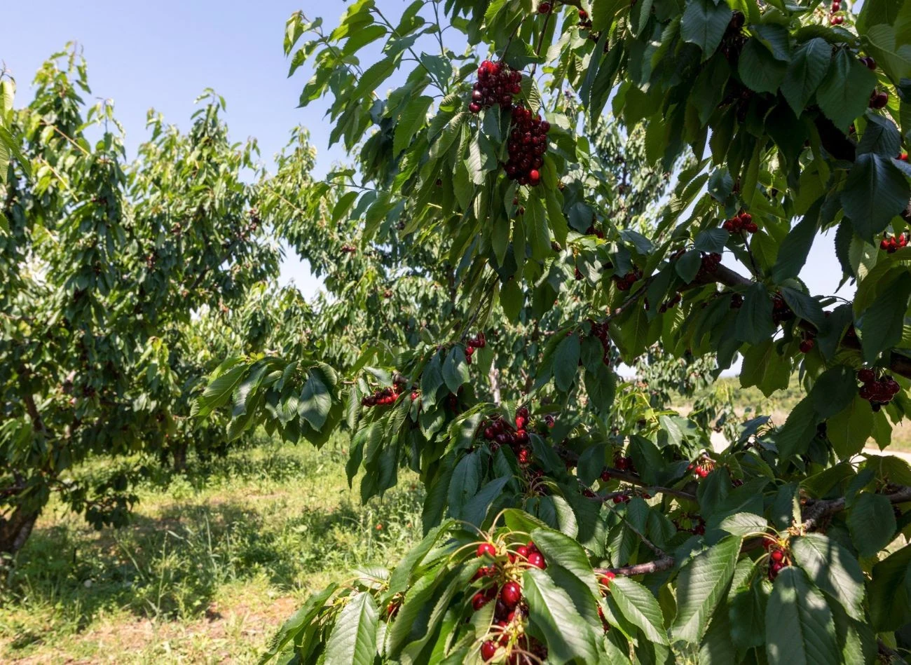Inaczej przeprowadza się cięcie młodych, a inaczej starych drzew czereśni