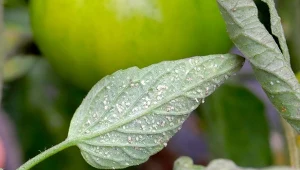 Jakie rośliny atakuje mączlik szklarniowy? Uwielbia m.in. pomidory, ogórki, pelargonie i surfinie.