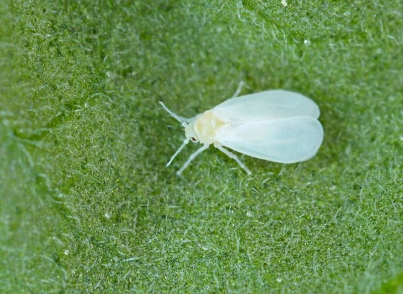 Mączliki szklarniowe to niewielkie owady pokryte białym nalotem