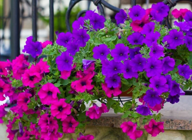 Mączlik szklarniowy masowo atakuje surfinie i petunie