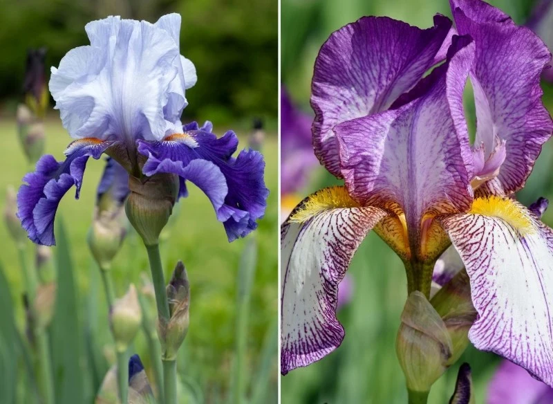 Wśród irysów wyróżnia się ponad 200 gatunków i dziesiątki tysięcy odmian, które różnią się wysokością, kolorem czy wymaganiami