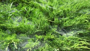 Jak się pozbyć pajęczyny z iglaków? Zrób oprysk, a problem zniknie