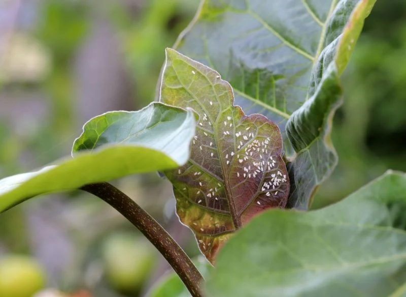 Nie musimy stosować drogich preparatów chemicznych, aby zwalczyć mączlika szklarniowego