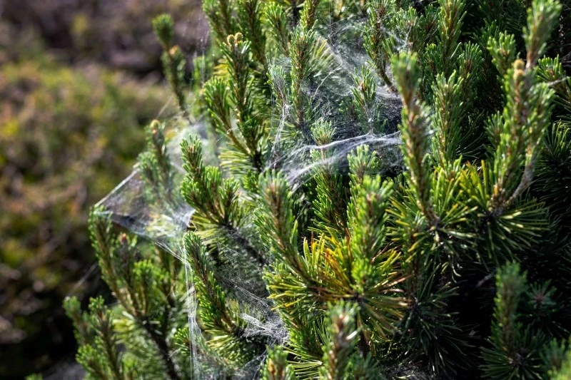 Jeśli na iglakach pojawiła się pajęczyna, to znak, że zaatakowały je przędziorki