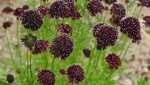 Driakiew (Scabiosa L.) to mało znany kwiat o ozdobnych kwiatach. Jest prosta w uprawie i kwitnie do póżnej jesieni. Isabelle Morand