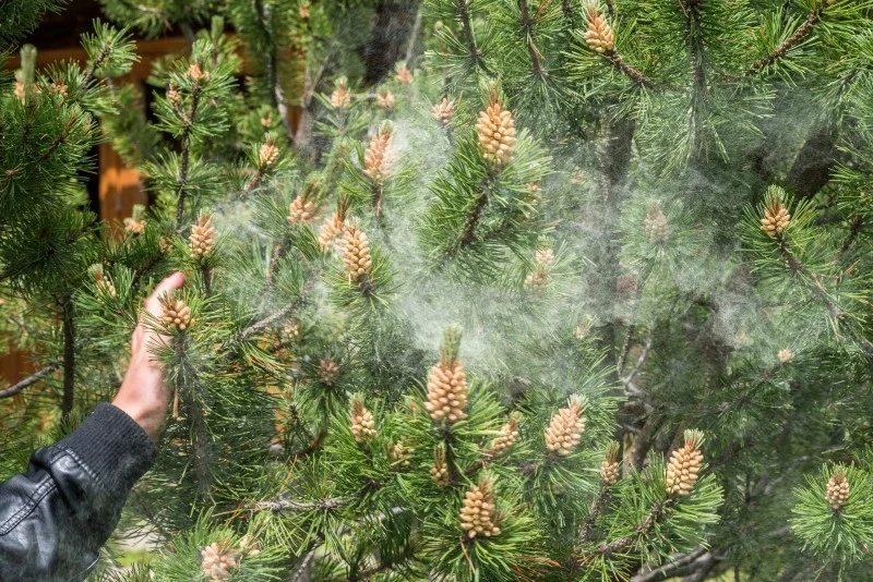 Aby pozbyć się pajęczyny z iglaków, zrób domowy oprysk