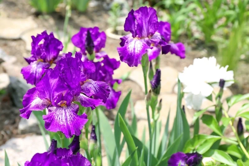 Irysy mogą wyrastać z cebulek lub z kłącza