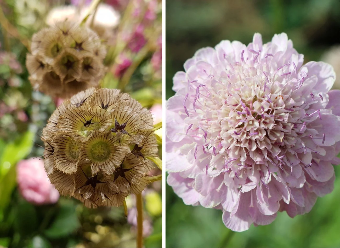 Driakiew ma kilka odmian, a jej największym atutem są zjawiskowe kwiaty