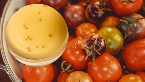 Sprawdź, skąd się biorą w domu muszki owocówki i jak się ich pozbyć.