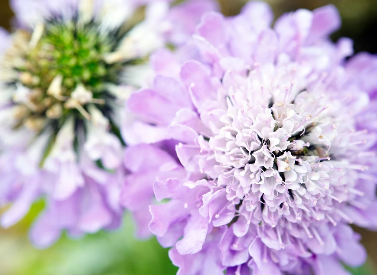 Driakiew to przede wszystkim roślina ozdobna, ale ma tez zastosowanie lecznicze