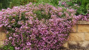 Mydlnica bayzliowata (Saponaria ocymoides) to oryginalna roślina wieloletnia.