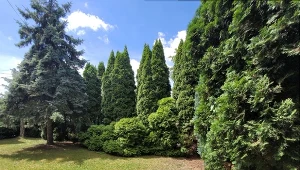 Tuje nie są wymagające w uprawie.  Wśród wielu odmian jest wilka, które szybko rosną i skutecznie osłaniają dom. For. Iwona Adamek/Daccoria.pl