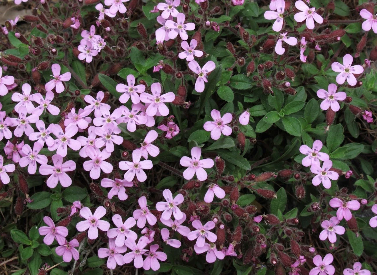 Mydlinica bazyliowata kwitnie od maja do lipca, a jej liście są zielone przez cały rok