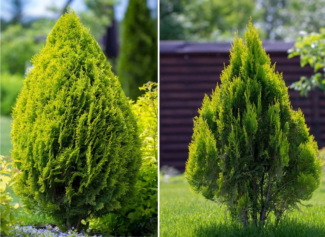 Jednym z najpopularniejszych i najchętniej sadzonych żywotników jest tuja 'Barabant'