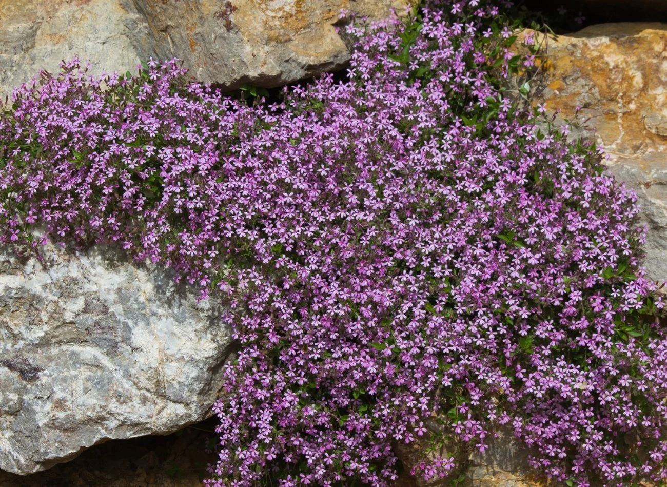Mydlnice bazyliowatą warto sadzić na skarpach, murkach
