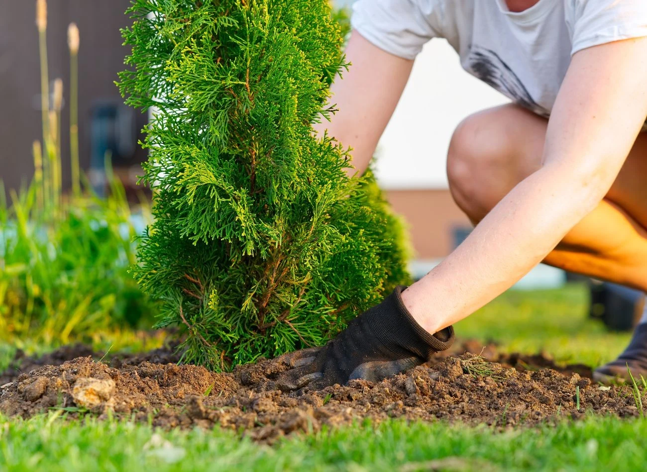 Tuje można sadzić od połowy kwietnia do późnej jesieni
