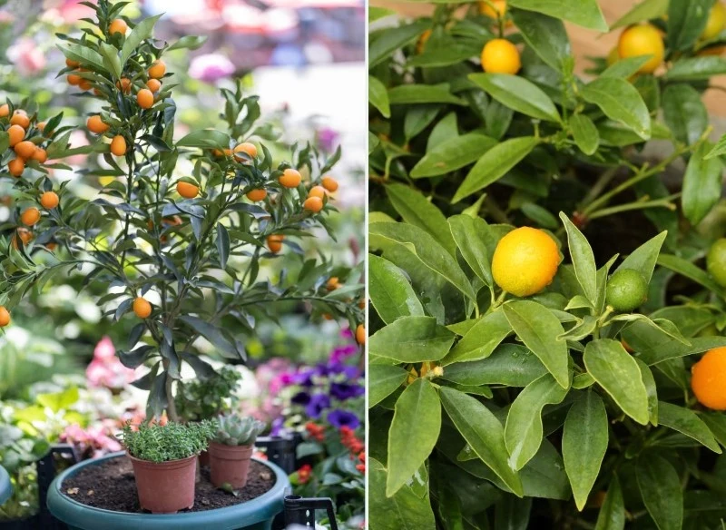 Owoce kumkwatu kryją w sobie liczne właściwości i wartości odżywcze