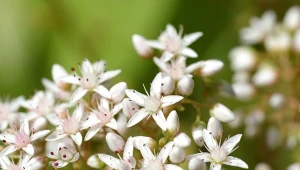 Rozchodnik trójlistny (Sedum ternatum) to piękna roślina zadarniająca, której liście zmieniają kolor na jesień.
