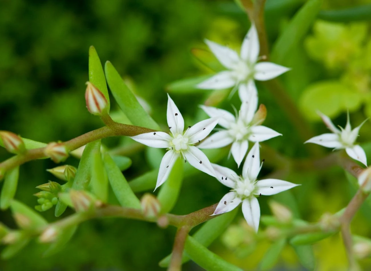 Wielkim atutem rozchodnika trójlistnego są białe, gwiazdkowate kwiaty