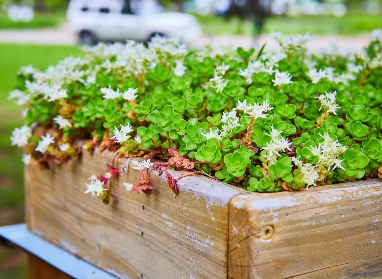 Rozchodnik trójlistny pięknie prezentuje się w donicach i skrzyniach