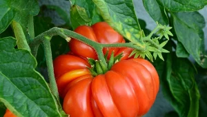 Podpowiadamy, jak pobudzić pomidory do owocowania.