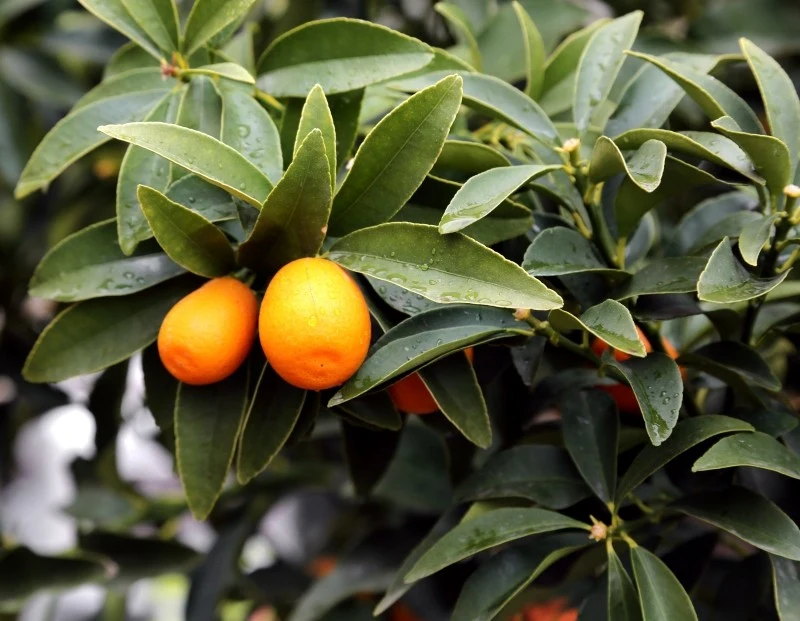 Kumkwat w doniczce lubi być podlewany regularnie, ale umiarkowanie