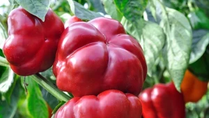 Pielęgnacja papryki w czerwcu. Prowadzenie, przycinanie, nawożenie – co zrobić, żeby dobrze owocowała