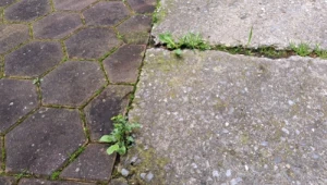 Sprawdź, jak skutecznie usunąć mech z kostki brukowej./Deccoria.pl
