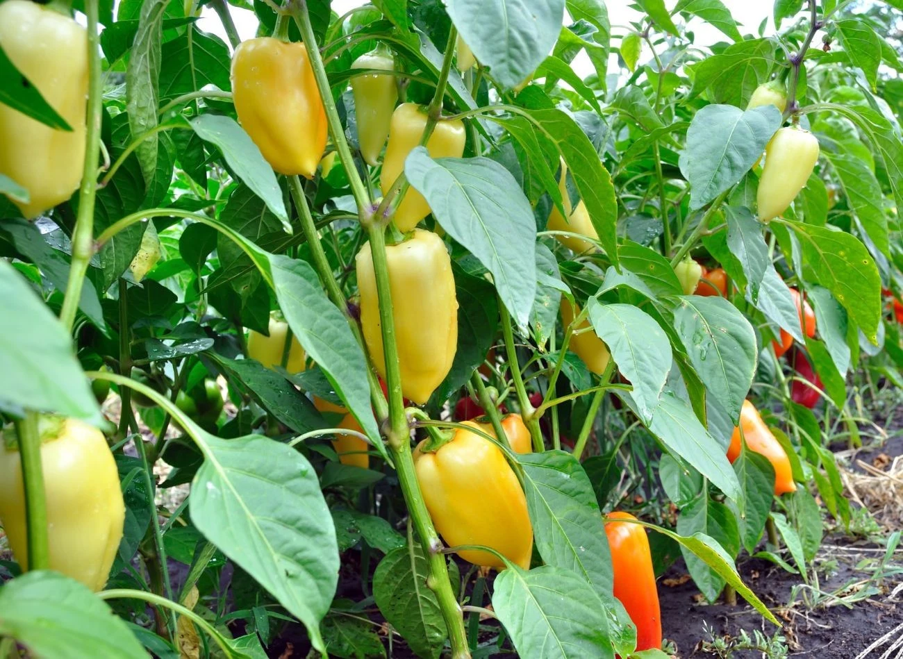 W czerwcu warto wykonać oprysk z czosnku i cebuli