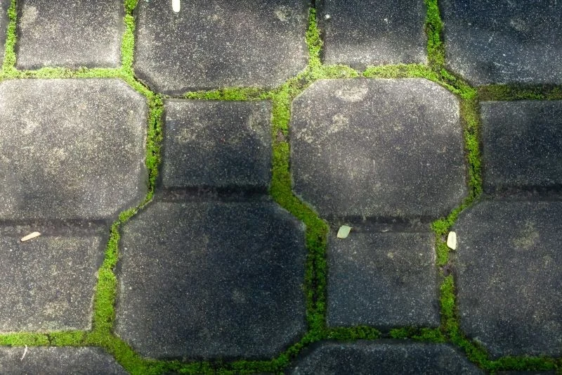Mech nie tylko brzydko wygląda, ale też niszczy kostkę brukową