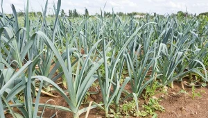 Aby por urósł duży i miał więcej białej części, koniecznie zadbaj o jego pielęgnację w czerwcu.