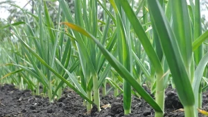 Jak rozpoznać, że czosnek jest gotowy do zbioru? Oto cztery sposoby sprawdzania, kiedy zbierać czosnek