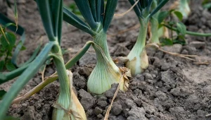 W czerwcu cebula wymaga szczególnej troski. Jak o nią zadbać?